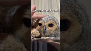 Burunghantu ternyata suka rebahan burunghantu owl animalfunny animal funny animalhumor [upl. by Euseibbob]