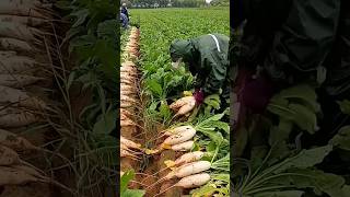 Fresh radish harvesting process [upl. by Vittorio]