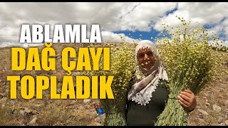 Anadolunun Geleneksel Çayı Olan quotDağ Çayıquot Topladık Sideritis libanotica Labill [upl. by Brookes]