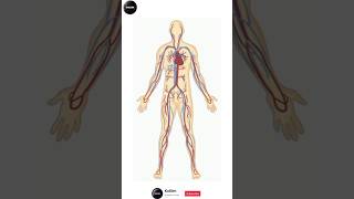 Blood Vessels bloodvessels bloodvessel artery arterygearfusion arteryhealth veins veinhealth [upl. by Armanda104]