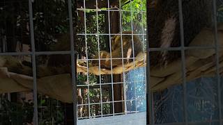 QUATI 👀 ZOOLÓGICO SOROCABA SP ❤️ turismo cidadeturistica shrots [upl. by Rayham]