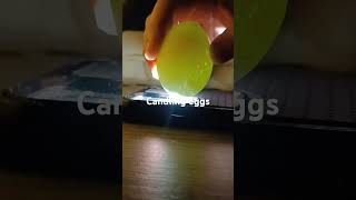 Egg candling cream legbar eggs chicken blueeggs backyardchickens farm [upl. by James739]