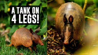 We look at the wonderful world of armadillos [upl. by Itram]