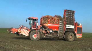 Rüben roden mit einem Holmer Terra Dos T3 in Gäuboden bei Dingolfing Landau Niederbayern Teil 23 [upl. by Newbold34]