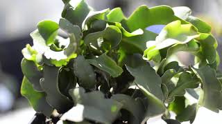 Epiphyllum curly sue [upl. by Mcneely942]