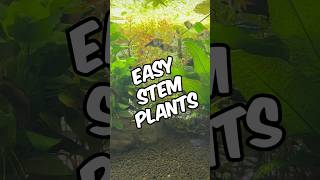 9 Easy Stem Plants For Beginners Perfect For Planted Tank Setups [upl. by Yursa]