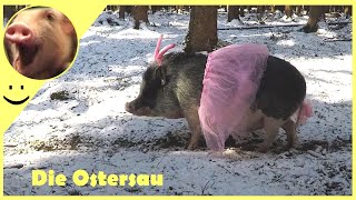 Lustige Videos  Lustige Tiere  Die Ostersau  Frohe Ostern [upl. by Cam758]