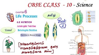 Life Processes in Tamil  Part 02 Class 10 Science Chapter 6 Biology in Tamil CBSE NCERT Science [upl. by Bork]