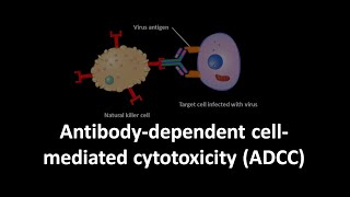 Antibody dependent cell mediated cytotoxicity [upl. by Bonnie]