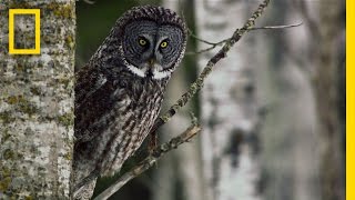 Great Grey Owl  Untamed Americas [upl. by Edythe]