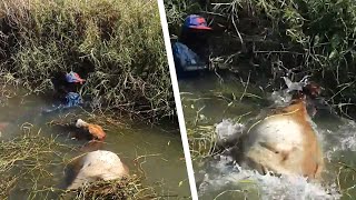 Les hommes voulaient pêcher mais ils trouvent un animal en détresse dans un canal [upl. by Nivahb]