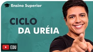 OXIDAÇÃO DE AMINOÁCIDOS E CICLO DA URÉIA  ENSINO SUPERIOR  Prof Kennedy Ramos [upl. by Maghutte]