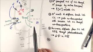 AS Biology  Translocation 1 Phloem loading OCR A Chapter 94 [upl. by Llednor]