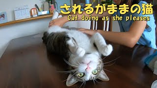 借りてきた猫になる猫 暴れ猫保護猫ハナ♂ [upl. by Leafar]