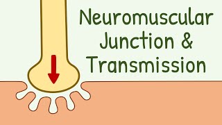 Neuromuscular Junction Structure amp Neuromuscular Transmission  Membrane Physiology [upl. by Aissej]