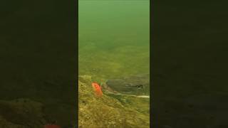 The goldfish is easy prey for this pike  pike fishing underwater [upl. by Eiuqcaj]