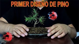 Cómo INICIAR un BONSAI DE PINO HALEPENSIS  PRIMER DISEÑO [upl. by Ripleigh694]