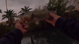 PB Bass Caught the Cast After Snagging a Tree [upl. by Tselec]