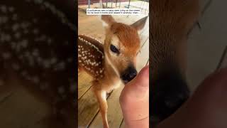 A policeman saw a baby deer lying on the street then deer babydeer short [upl. by Ellohcin]