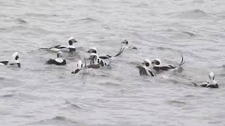 Lodówka  longtailed duck  Clangula hyemalis [upl. by Aitat]