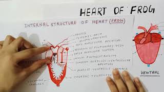 Heart of Frog 🐸  In Hindi  Details [upl. by Eislel]