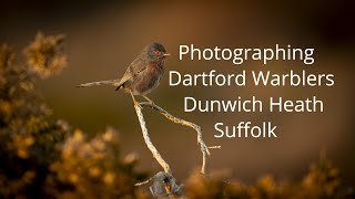 Photographing Dartford warblers Suffolk Dunwich Heath [upl. by Pihc135]