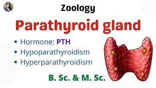 Parathyroid gland  B Sc amp M Sc  Zoology [upl. by Adnuahsal795]