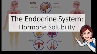 The Endocrine System Hormone Solubility [upl. by Queenie]