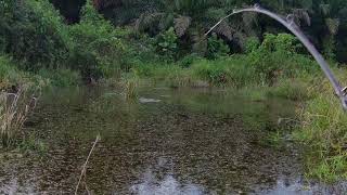 Mancing ikan haruan besar  sambaran ikan haruan besar [upl. by Florinda]