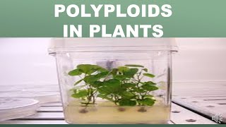 POLYPLOIDS IN PLANTS [upl. by Muriel]