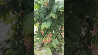 Fulo ka sahar song gardening flowers hindisong shortvideo [upl. by Bausch]