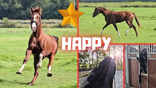 Happy Rising Star⭐ can go back to the pasture  The others think it is scary  Friesian Horses [upl. by Gnoc]