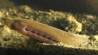 The Hidden World Of The Sea Lamprey [upl. by Anaujnas]