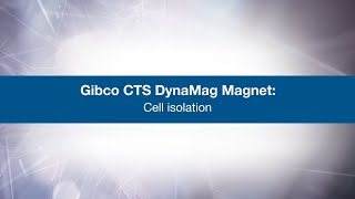 CTS DynaMag Magnet Cell Isolation  Gibco [upl. by Nobel65]