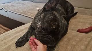 French bulldog plays with mum [upl. by Flo]