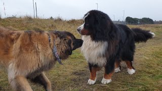 A LEONBERGER AND BERNISE MOUNTAIN DOG PLAYING 🐕 [upl. by Heim447]