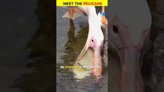 Pelicans can eat everything shorts facts [upl. by Imef]