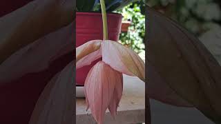 Medinilla plant [upl. by Chrisy332]