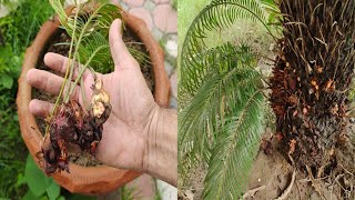 Propagation of Sago Palm  Cycas plant pups harvest  How to propagate Cycas plant [upl. by Audwen475]