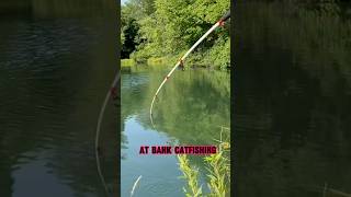 HOW TO Master The ART Of BANK Catfishing shorts fishing [upl. by Nuavahs]