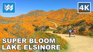 4K SUPER BLOOM Poppy Fields in Walker Canyon Lake Elsinore California  Virtual Walk Tour [upl. by Eekorehc]