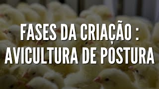 Quais são as fases de criação  AVICULTURA DE POSTURA [upl. by Nnylak]