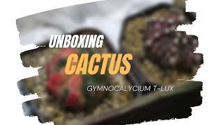 Unboxing Cactus Gymno Damsii Var amp Gymno TLux [upl. by Valle]