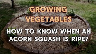 How to Know When an Acorn Squash Is Ripe [upl. by Lamprey]