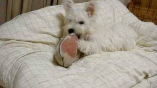 westie puppy 3monthold 遊び盛りのウェスティ子犬（３ヶ月） [upl. by Ennaillij]