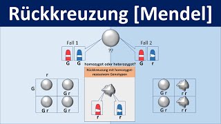 Rückkreuzung Mendel  Biologie Genetik Mittel und Oberstufe [upl. by Newob]