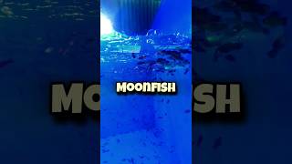 MoonFish fish fishing aqurium platy pets [upl. by Ytak692]