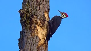 Pileated Woodpecker Drumming [upl. by Waine]