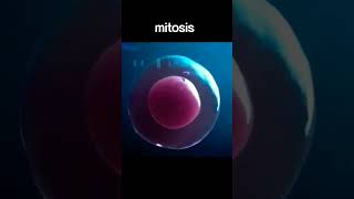 Mitotic and Meiotic Cell Division  Full Guide  Biology Simplified [upl. by Netsrak]