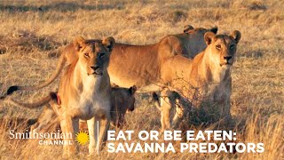 Eat Or Be Eaten Savanna Predators 🐆 Smithsonian Channel [upl. by Papst710]